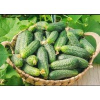 Семена огурца Нежинский местный 0,5 гр