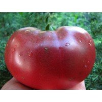 Семена крупноплодного салатного томата Новый черный 15 семян