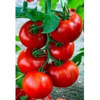 Семена среднеплодного томата Ковбой 30 семян