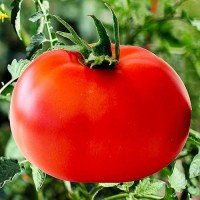 Семена сердцевидного томата Красный гигант Марии 30 семян