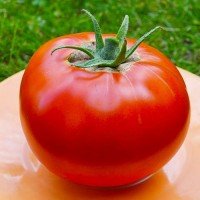 Семена крупноплодного салатного томата Яблочные 30 семян