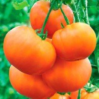 Семена крупноплодного салатного томата Клондайк 30 семян