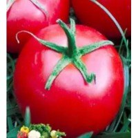 Семена среднеплодного томата Чайка 30 семян