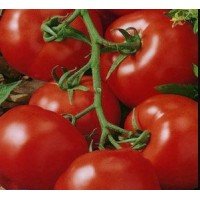 Семена среднеплодного томата Шарик 30 семян