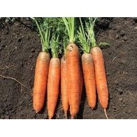 Семена моркови Кора 10 г