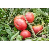Семена крупноплодного салатного томата Гигант ранний 30 семян