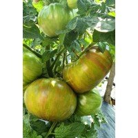 Семена томата Гном Мятные Полосы (Dwarf Peppermint Stripes) 10 семян