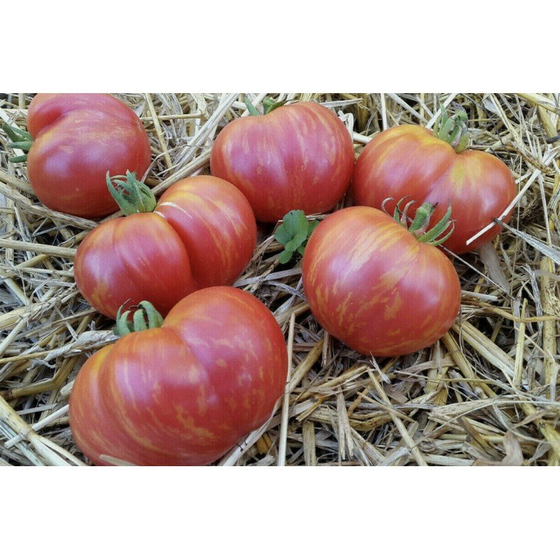 Семена томата Гном Сладкая Жар-Птица (Dwarf Firebird Sweet) 10 семян