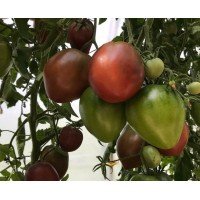 Семена сердцевидного томата Темно-коричневый мед (Dark Brown Honey) 10 семян