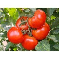 Семена крупноплодного салатного томата Король ранних 30 семян