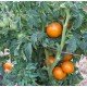 Насіння томату Гном Помаранчева Гордість (Dwarf Orange Pride) 10 насінин
