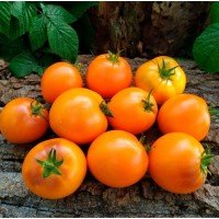 Семена томата Гном Оранжевая гордость (Dwarf Orange Pride) 10 семян