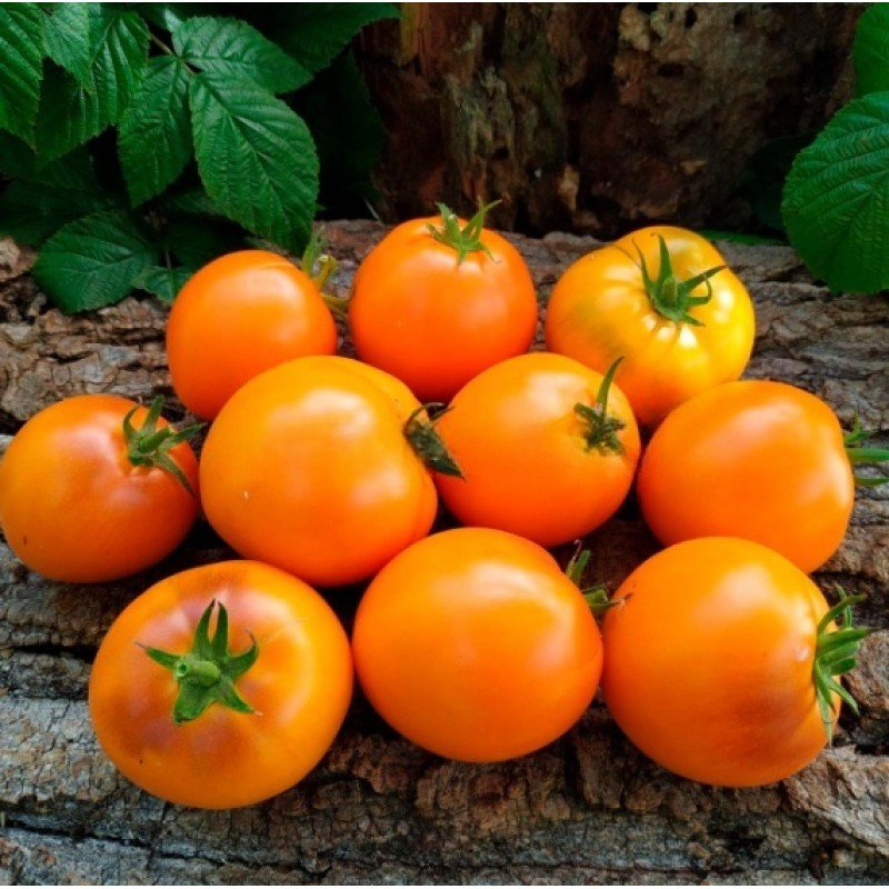 Семена томата Гном Оранжевая гордость (Dwarf Orange Pride) 10 семян
