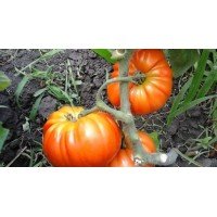 Семена сердцевидного томата Геллон 30 семян