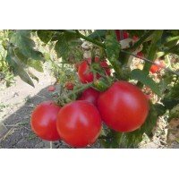 Семена томата Зинуля 30 семян